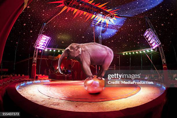 circus elephant - balancing act stockfoto's en -beelden