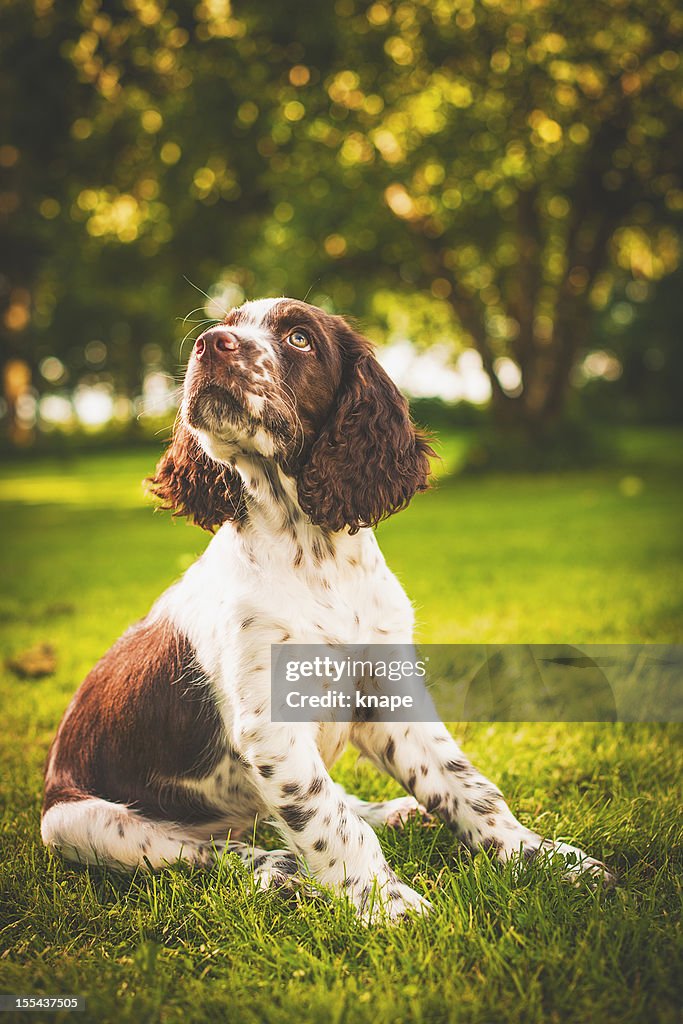 Springer spaniel cucciolo