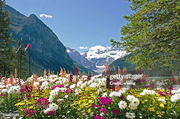 lake louise summer flowers - lake louise stock pictures, royalty-free photos & images