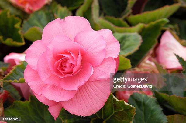 close-up of pink begonia flower - begonia stock pictures, royalty-free photos & images