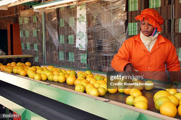 oranges on packing line - labor intensive production line stock pictures, royalty-free photos & images