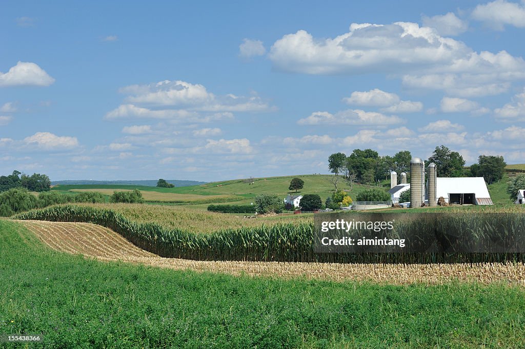 Amish Farm