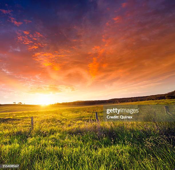 golden sunset - queensland farm stock pictures, royalty-free photos & images