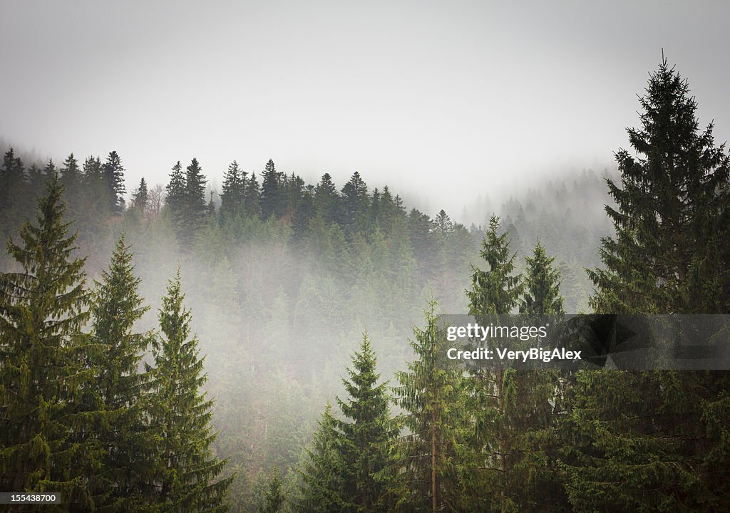 Picture of a spruce forest on a cold foggy day