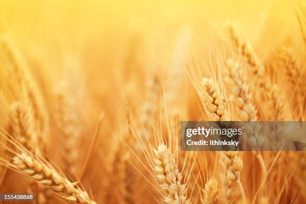 golden wheat in harvest season on farm - ear of wheat stock pictures, royalty-free photos & images