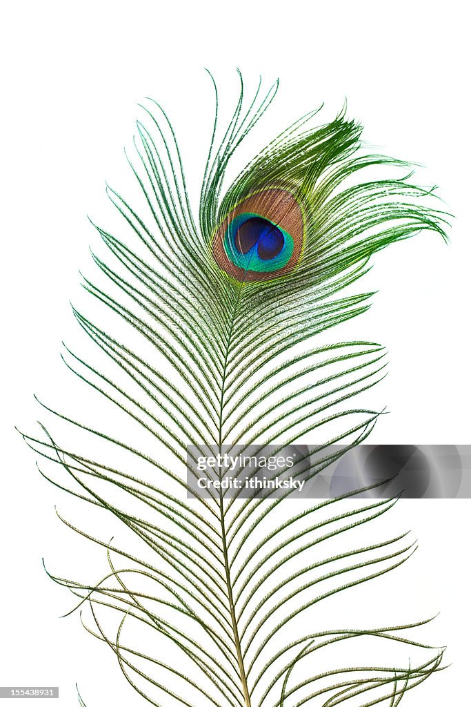 Peacock feather