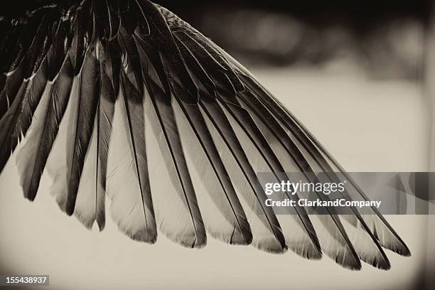 black and white toned bird's wing. - feather stock pictures, royalty-free photos & images