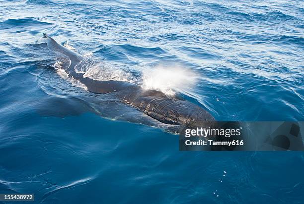 humpback whale blowhole - blåshål djurkroppsdel bildbanksfoton och bilder