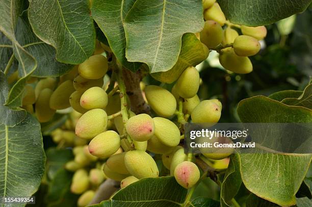 close-up of ripening pistachio on tree - pistachio tree 個照片及圖片檔