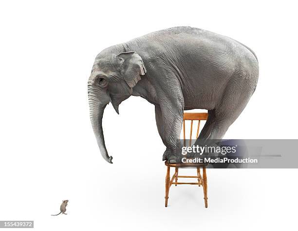 elefante del miedo de ratones - funny fotografías e imágenes de stock