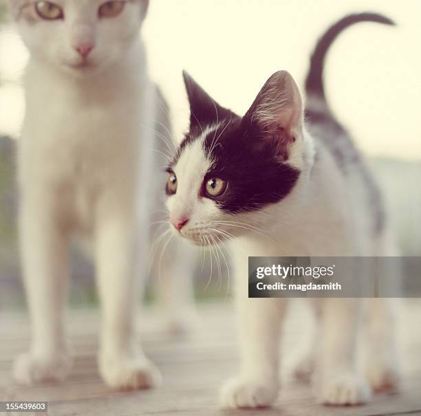 dos gatos al aire libre - magdasmith fotografías e imágenes de stock