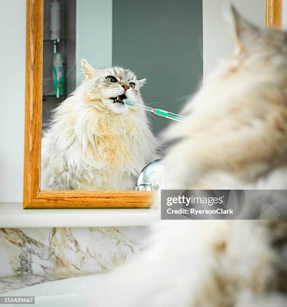 maine coon cat teeth brushing. - counter surface level stock pictures, royalty-free photos & images