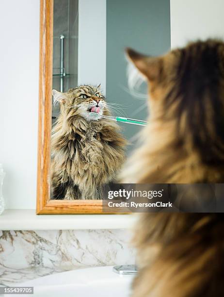 maine coon cat teeth brushing. - counter surface level stock pictures, royalty-free photos & images