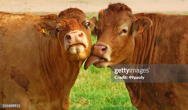 kissing charolais cow`s - cow licking face bildbanksfoton och bilder