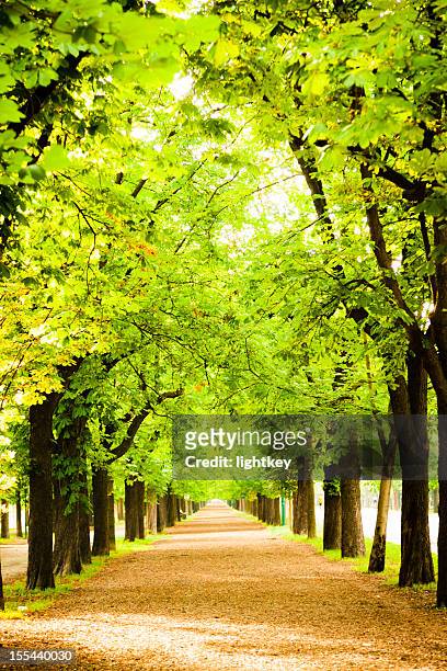 empty park boulevard - prater wien stock pictures, royalty-free photos & images