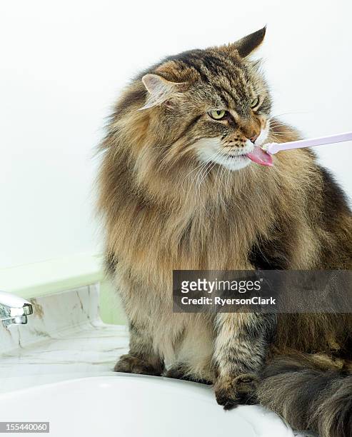 maine coon cat teeth brushing. - counter surface level stock pictures, royalty-free photos & images