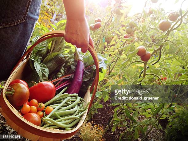 woman holding a basket filled with vegetables - harvest basket stockfoto's en -beelden