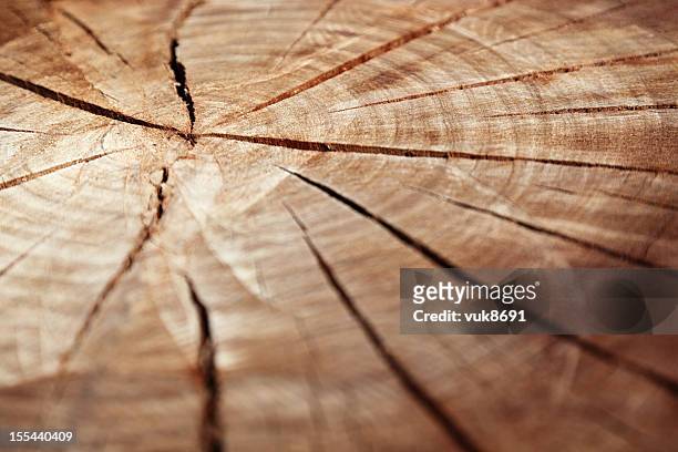 wooden cross section - log stock-fotos und bilder