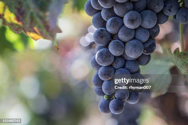 napa valley uvas em vinyard - zinfandel grape - fotografias e filmes do acervo