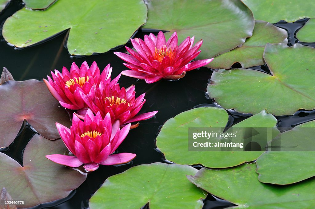 Red Waterlilies