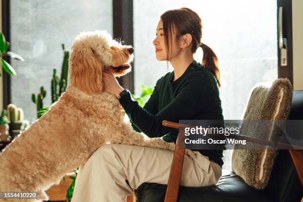 young asian woman playing with her dog - home sweet home dog stock pictures, royalty-free photos & images