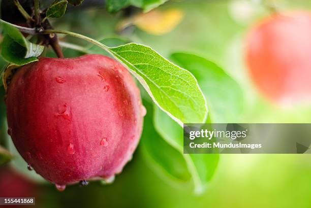 apples with water dripping on them - fruit farm stock pictures, royalty-free photos & images