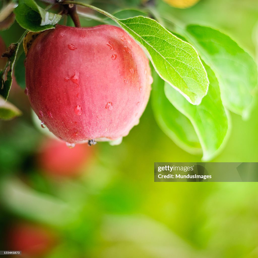 Fresh Washington State Apple