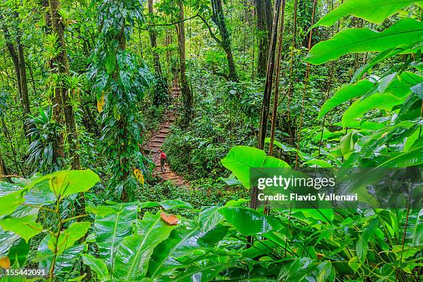 vermont nature trail, st. vincent - grenadine stock pictures, royalty-free photos & images