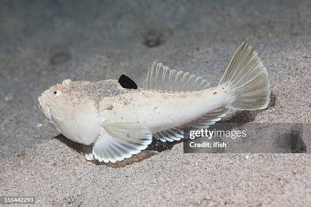 rarely seen: completely displayed whitemargin stargazer, gili banta, indonesia - stargazer fish stock pictures, royalty-free photos & images