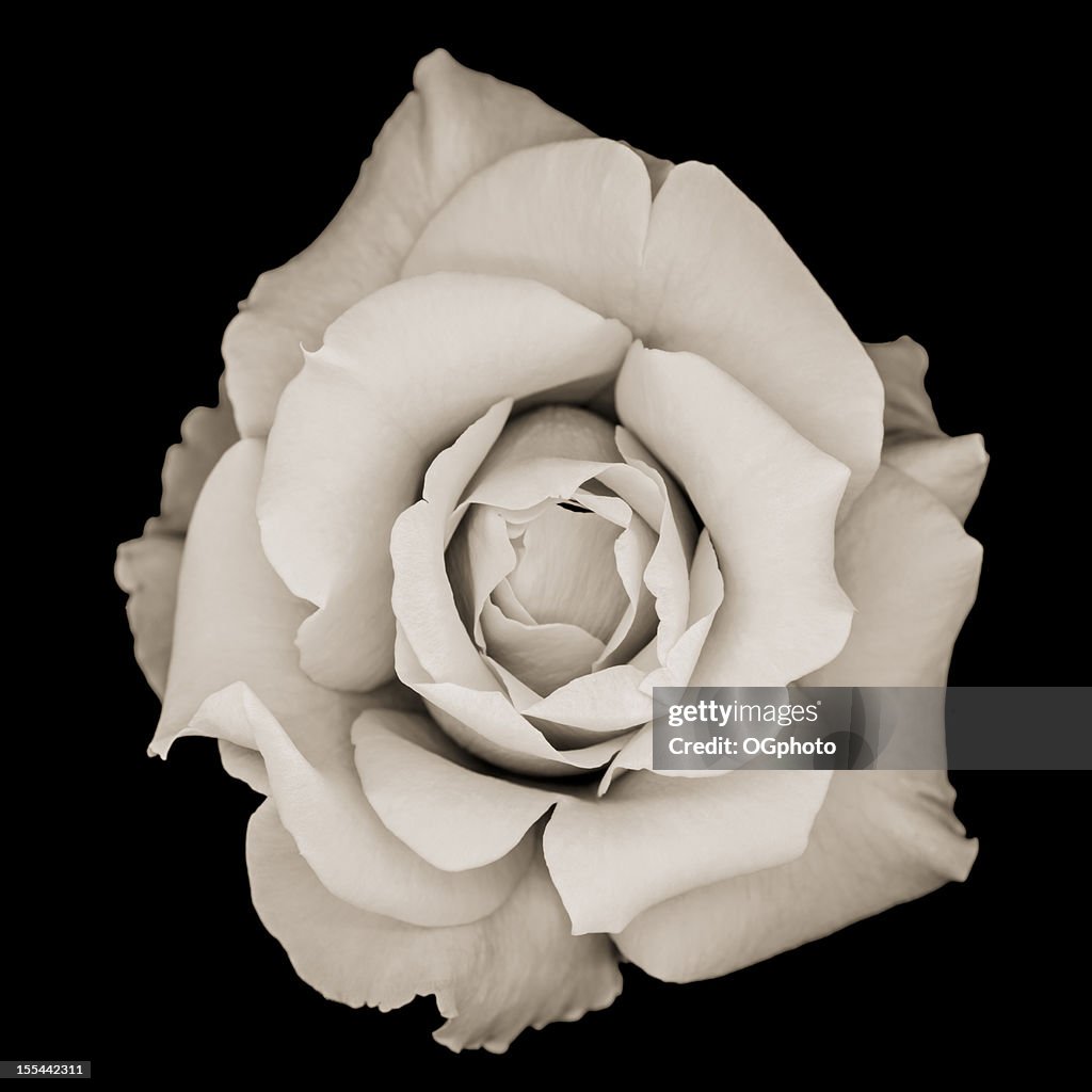 Monocromo Rose