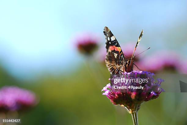 red admiral butterfly essen von schleiereisenkraut - eisenkraut stock-fotos und bilder