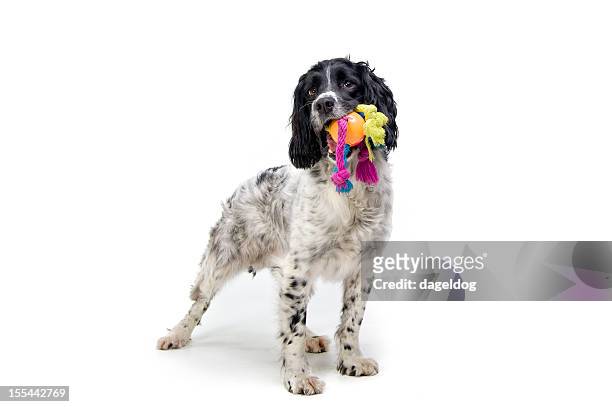playtime! - english springer spaniel stock pictures, royalty-free photos & images