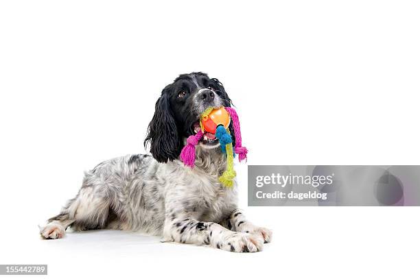 just one game...please! - dog toy stock pictures, royalty-free photos & images