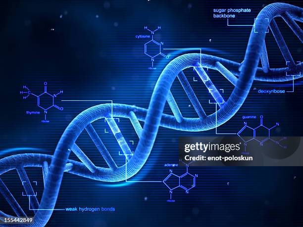 dna - digital dna bildbanksfoton och bilder