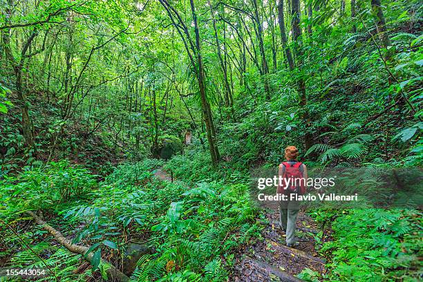 vermont nature trail, st. vincent - grenadine stock pictures, royalty-free photos & images