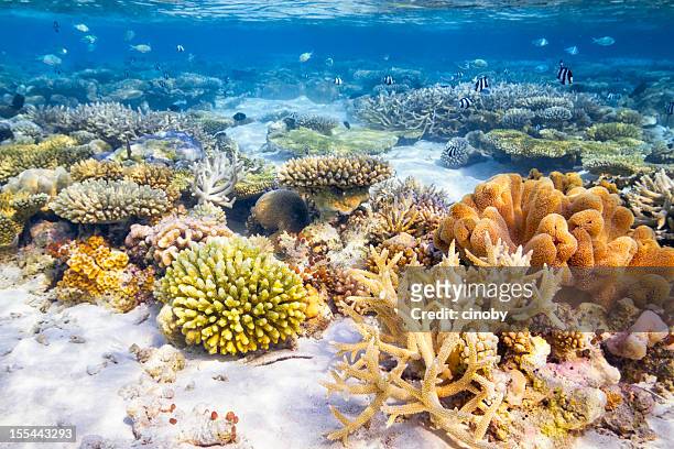 coral reef garden - reef stockfoto's en -beelden