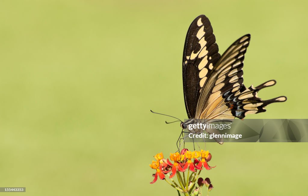 Black Swallowtail Butterfly