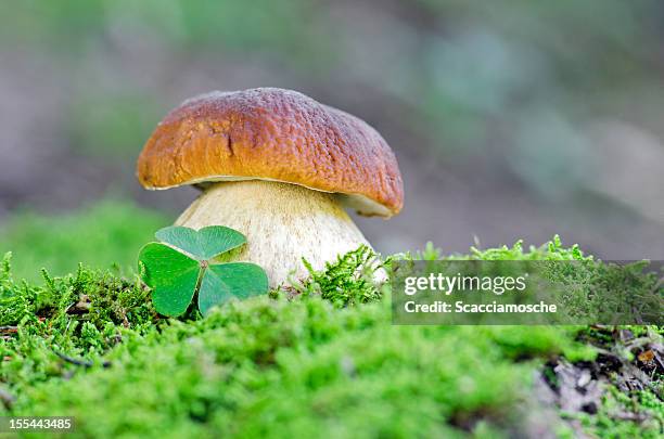 256 Lucky Mushroom Stock Photos and High-Res Images - Getty Images
