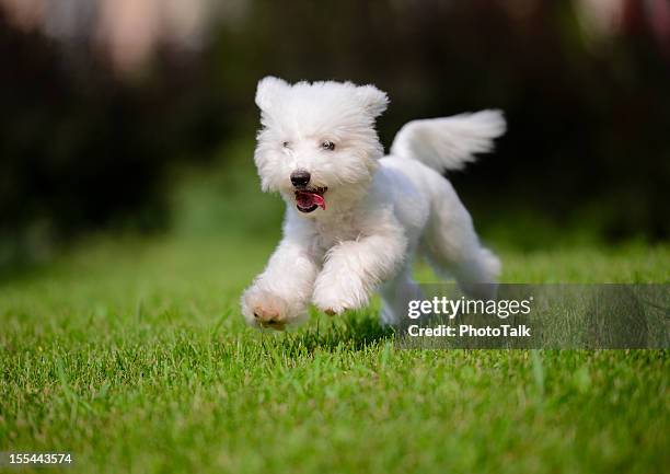 cute little dog fast running on lawn - xxxxxlarge - havanese stock pictures, royalty-free photos & images