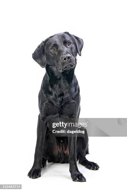 sit and listen - svart labrador retriever bildbanksfoton och bilder