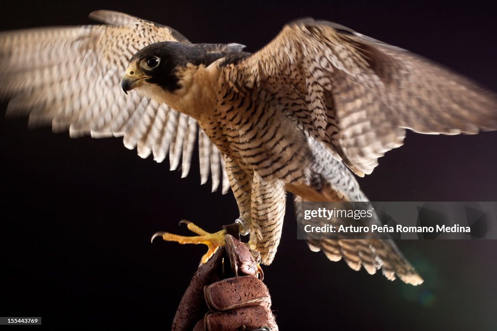 Peregrine falcon