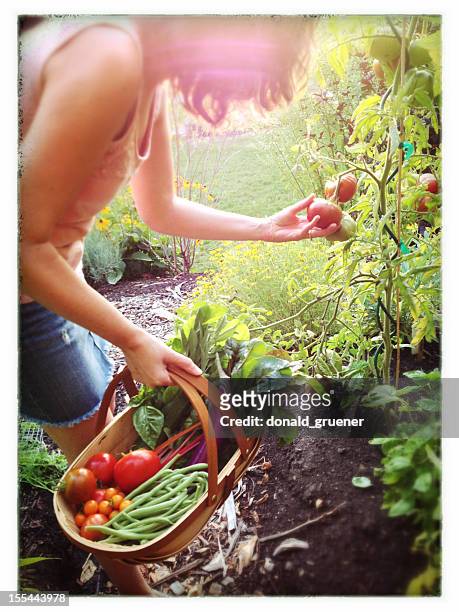 woman harvesting vegetables in a backyard garden - houten mand stockfoto's en -beelden