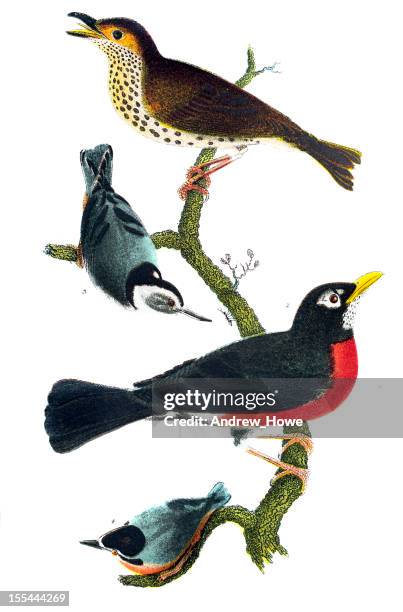 american bird engravings - wood thrush stock illustrations