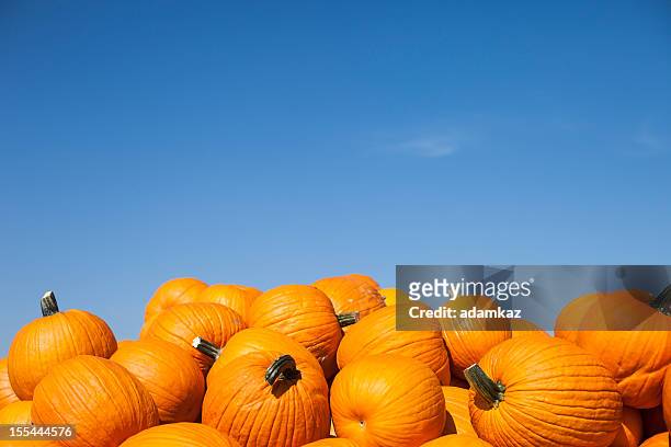 pumpkins - pumpa bildbanksfoton och bilder