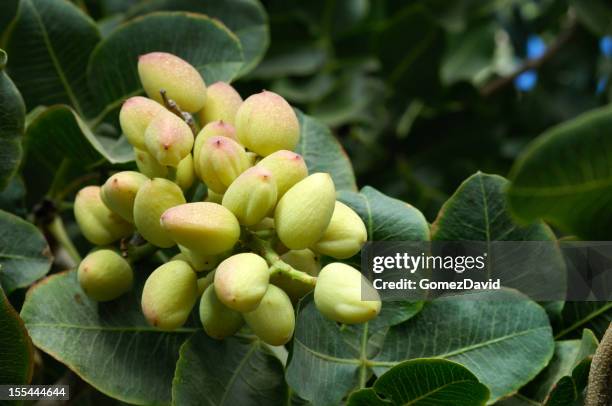 close-up of ripening pistachio on tree - pistachio stock pictures, royalty-free photos & images