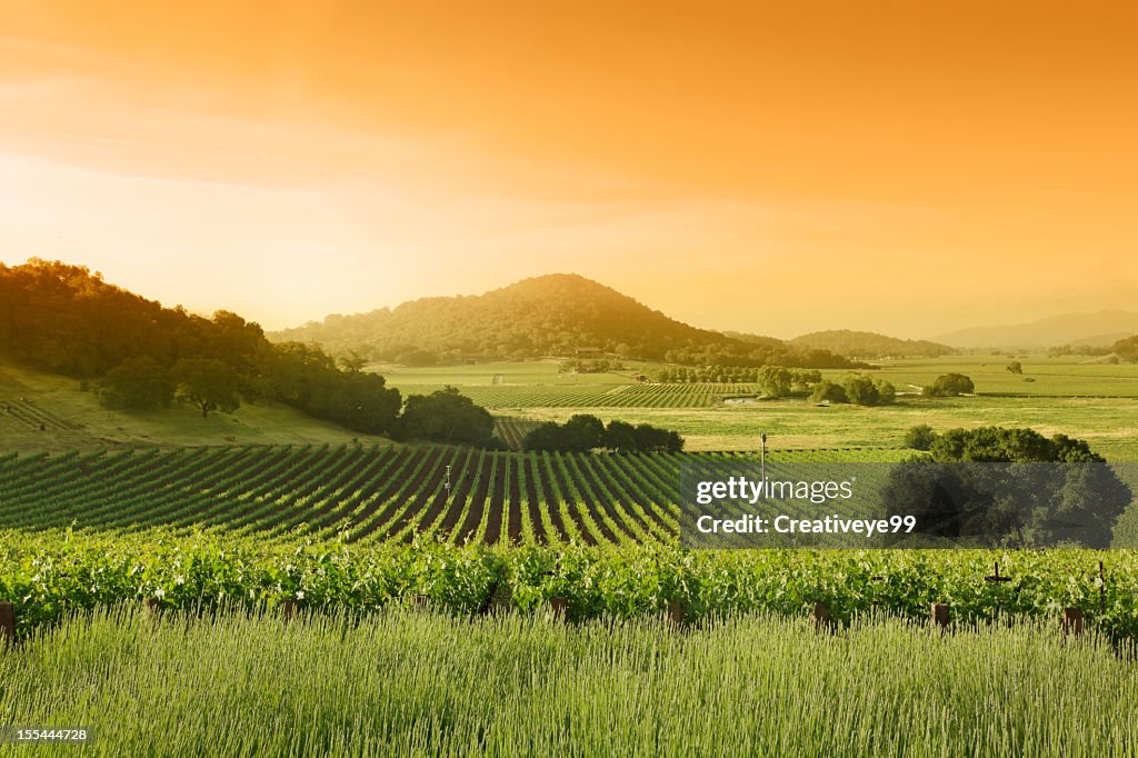 Vineyard landscape