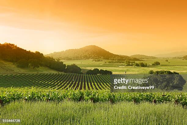 vineyard landscape - napa valley stockfoto's en -beelden