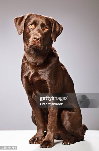 portrait of a chocolate labrador - bruin stockfoto's en -beelden