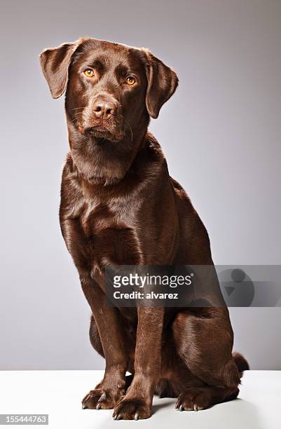portrait of a chocolate labrador - labrador retriever stock pictures, royalty-free photos & images