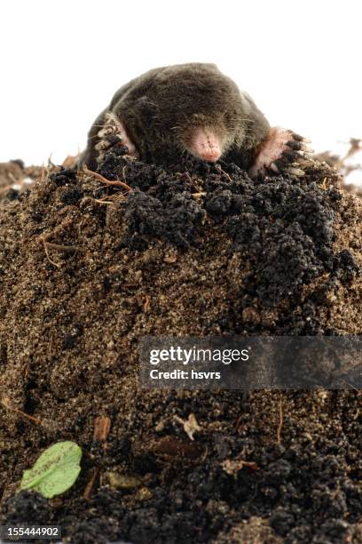 europäische mole (schwarze europaea) auf einem molehill - maulwurf stock-fotos und bilder